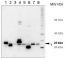 Lhcb1 | LHCII type I chlorophyll a/b-binding protein